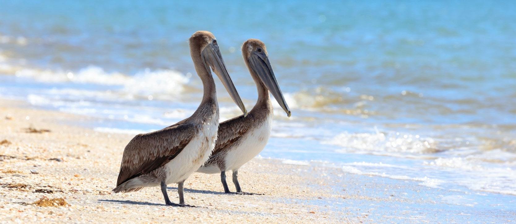 Two pelicans standing on a white sand beach next to the ocean at Pelican Bay, Florida